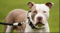 Up to 40 new dog wardens to be hired by local authorities following cash boost of €2 million