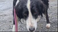 Dog terrified by thunderstorms found 33km from Roscommon home