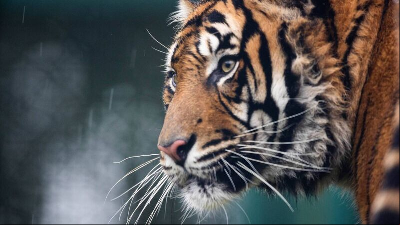 Sumatran tiger is latest arrival at Cork's Fota Wildlife Park Sumatran tiger is latest arrival at Cork's Fota Wildlife Park