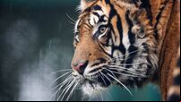 Sumatran tiger is latest arrival at Cork's Fota Wildlife Park 