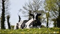 Plans to protect Irish livestock amid foot-and-mouth disease outbreak in 