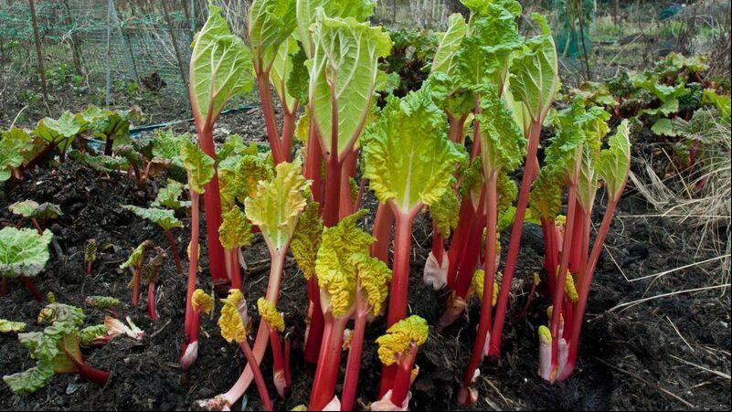 John Arnold: I’m sat in a hospital bed... I had not eaten rhubarb in 50 years! John Arnold: I’m sat in a hospital bed... I had not eaten rhubarb in 50 years!