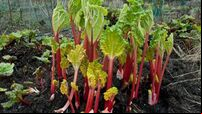 John Arnold: I’m sat in a hospital bed... I had not eaten rhubarb in 50 years!