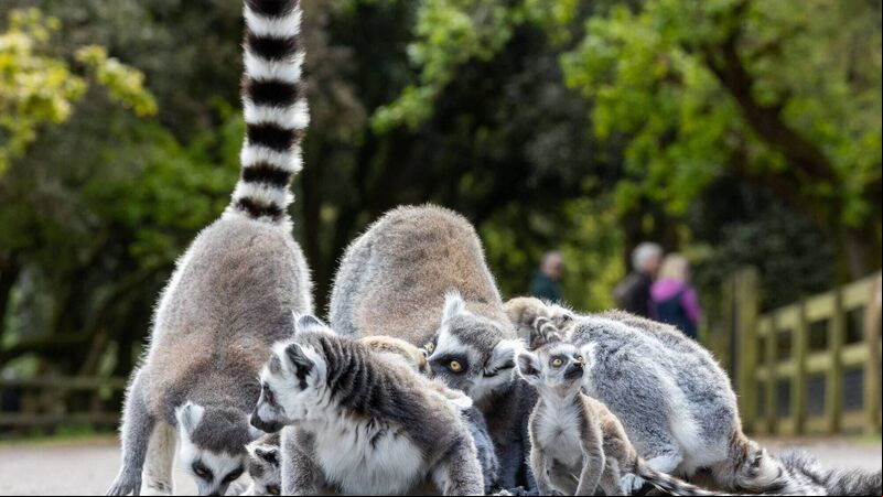 Fota’s concert for conservation to be held this Saturday