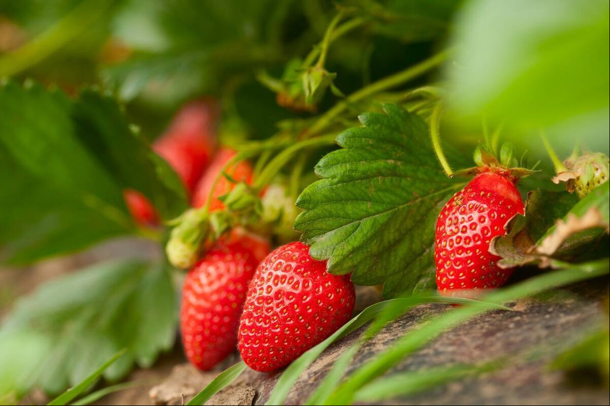 Strawberries are just coming into season in Ireland. Strawberries are just coming into season in Ireland.