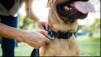 Close up of a female pet owner putting a harness on her pet dog, buckles the strap outdoor in park, getting ready for a walk