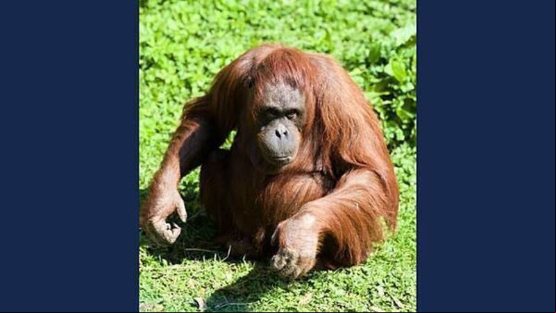 Dublin Zoo announces death of orangutan Leonie who lived at the zoo for over 40 years Dublin Zoo announces death of orangutan Leonie who lived at the zoo for over 40 years