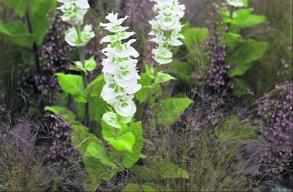 Salvia sclarea var turkistanica. See Plant of the Week