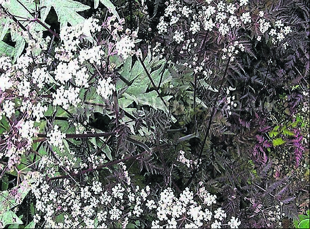 Anthriscus sylvestris, ‘Ravenswing’, with its attractive red foliage contrasting with pink-white umbel flowers