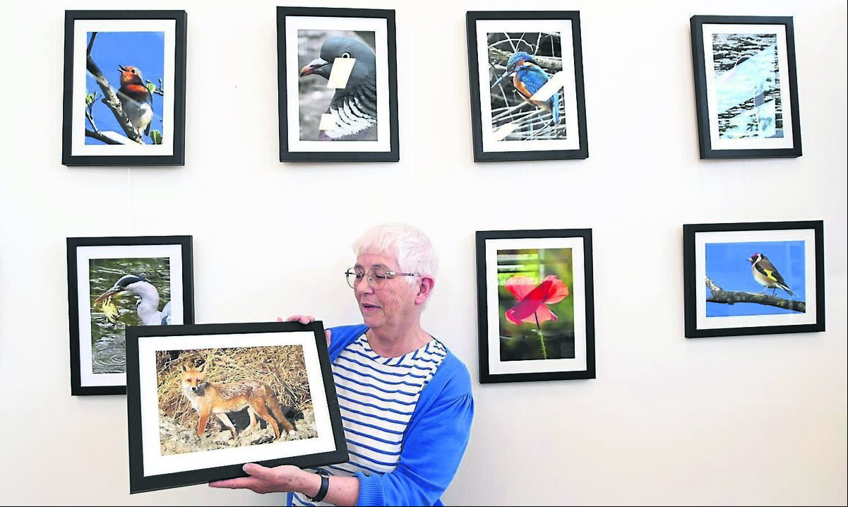 An exhibition of photographs by wildlife photographer Janet O’Leary is running for the month of May at Carrigaline Library. Picture: Larry Cummins
An exhibition of photographs by wildlife photographer Janet O’Leary is running for the month of May at Carrigaline Library. Picture: Larry Cummins