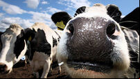 Cloned cow milk