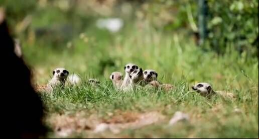 Three meerkat pups have been born to mother Biggy and father Snaggles at Fota Wildlife Park. Three meerkat pups have been born to mother Biggy and father Snaggles at Fota Wildlife Park.