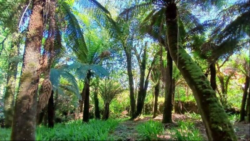 Gardening: Jurassic park in Kerry well worth a visit
