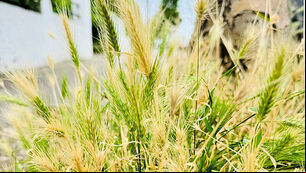 Dog owners warned about grass seed injuries